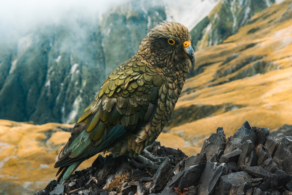 Precious KEA gallery