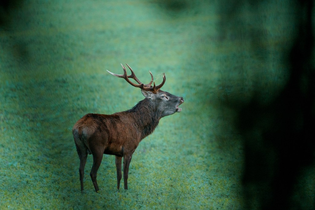 Deer kingdom Gallery