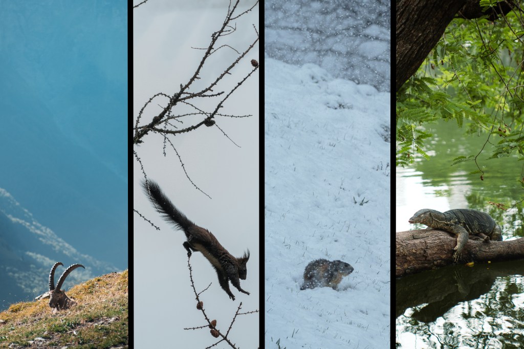 Wildlifing around Gallery