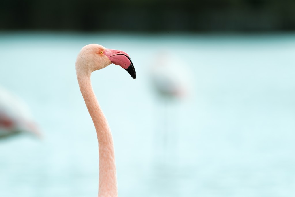 Pink Flamingo